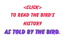 &lt;Click&gt;&#10;to read the Bird’s History &#10;as told by The Bird.