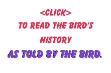 <Click>
to read the Bird&rsquo;s History 
as told by The Bird.